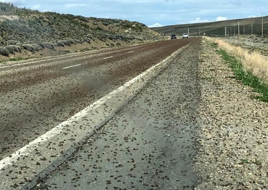 La plaga de tucuras invade la Ruta 40 en Chubut