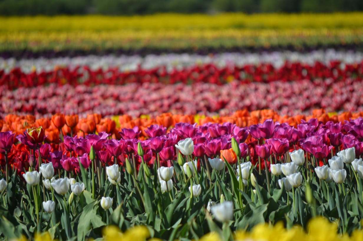 La temporada de tulipanes en Trevelin crece y sorprende con números récord