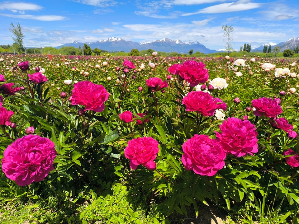 EN UN MARCO NATURAL IMPONENTE INICIÓ UNA NUEVA TEMPORADA DE PEONIAS EN TREVELIN